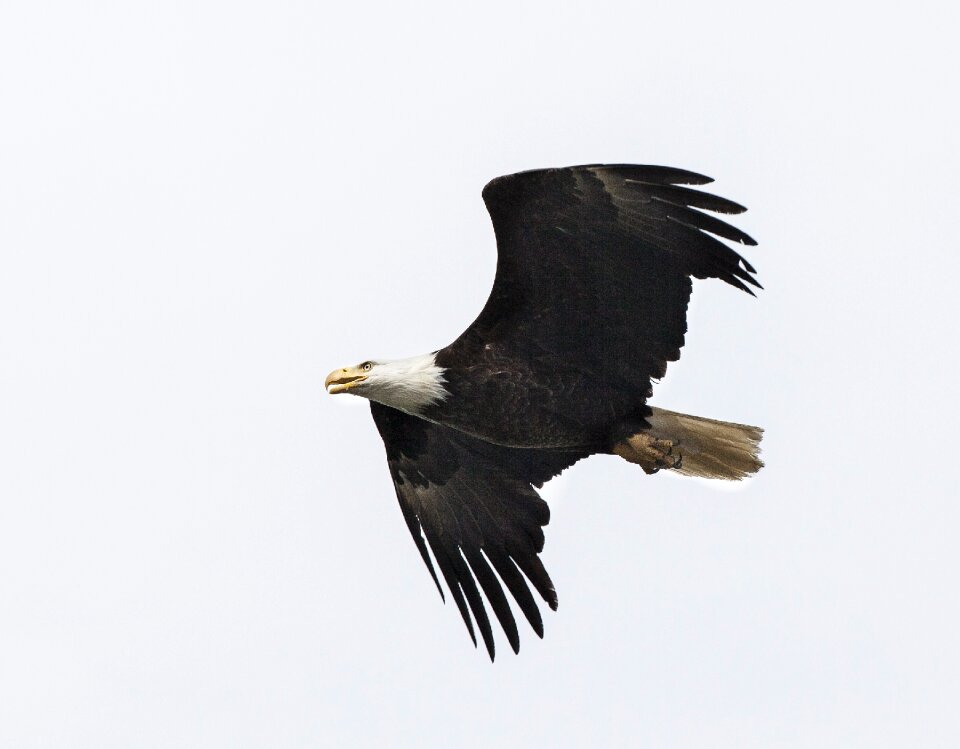 Raptor flight flying