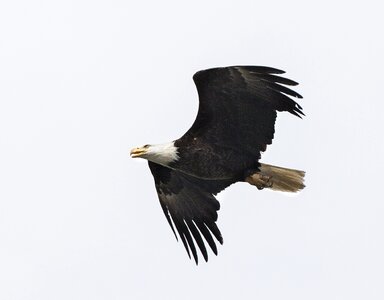 Raptor flight flying