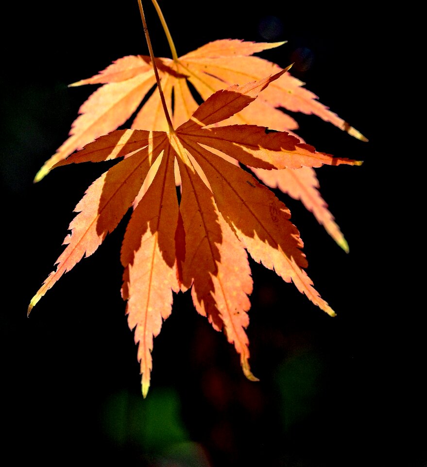 Shadow leaves ambiguity