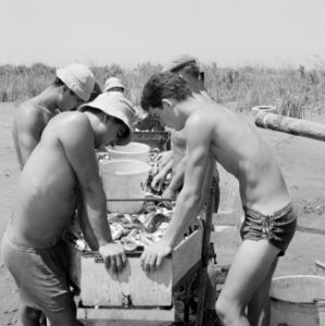 Kibboets Ma'agon Mikhael. In de kuststreek langs de Middellandse Zee legt men zi, Bestanddeelnr 255-3138