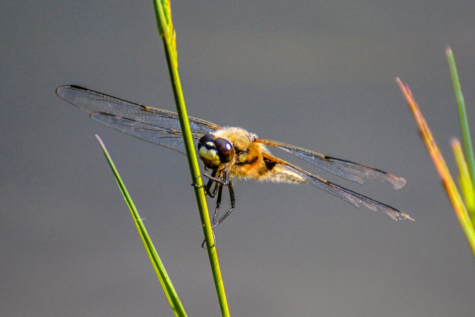 Nature flight insect insect