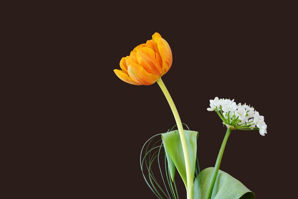 Bloom orange leek flower