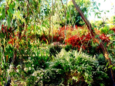 Kings Park - plantes diverses photo