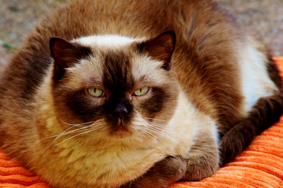 Domestic cat pet cat face