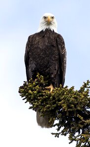 Perched raptor bird