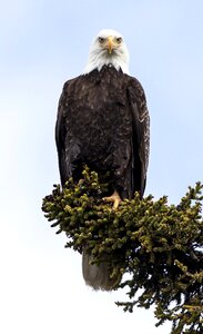 Perched raptor bird photo