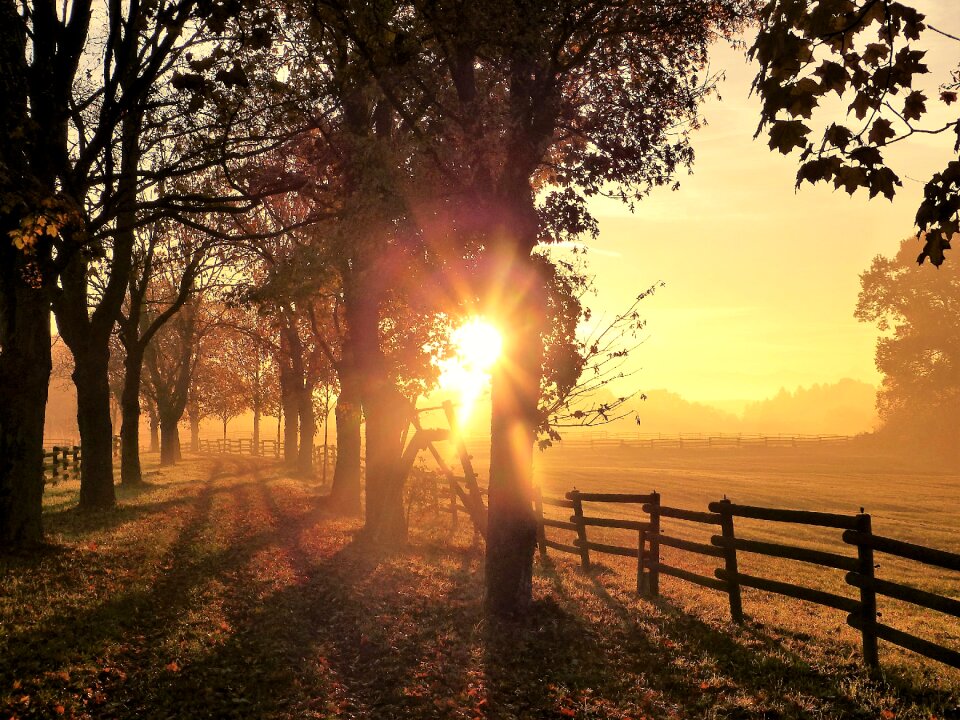 Leaves fog nature