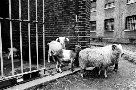 Kinderboerderijen, schapen, geiten, Bestanddeelnr 930-3796