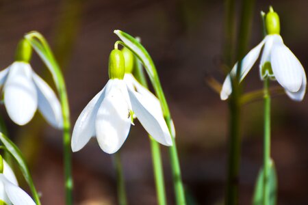 White signs of spring garden photo