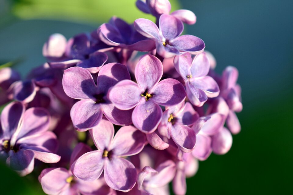 Bloom nature violet