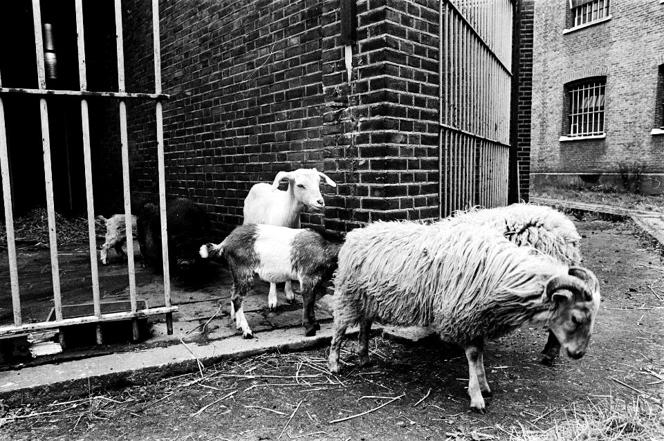Kinderboerderijen, schapen, geiten, Bestanddeelnr 930-3797