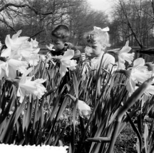 Kinderen in Narcissenvelden bij Noordwijk en Lisse, Bestanddeelnr 908-3917