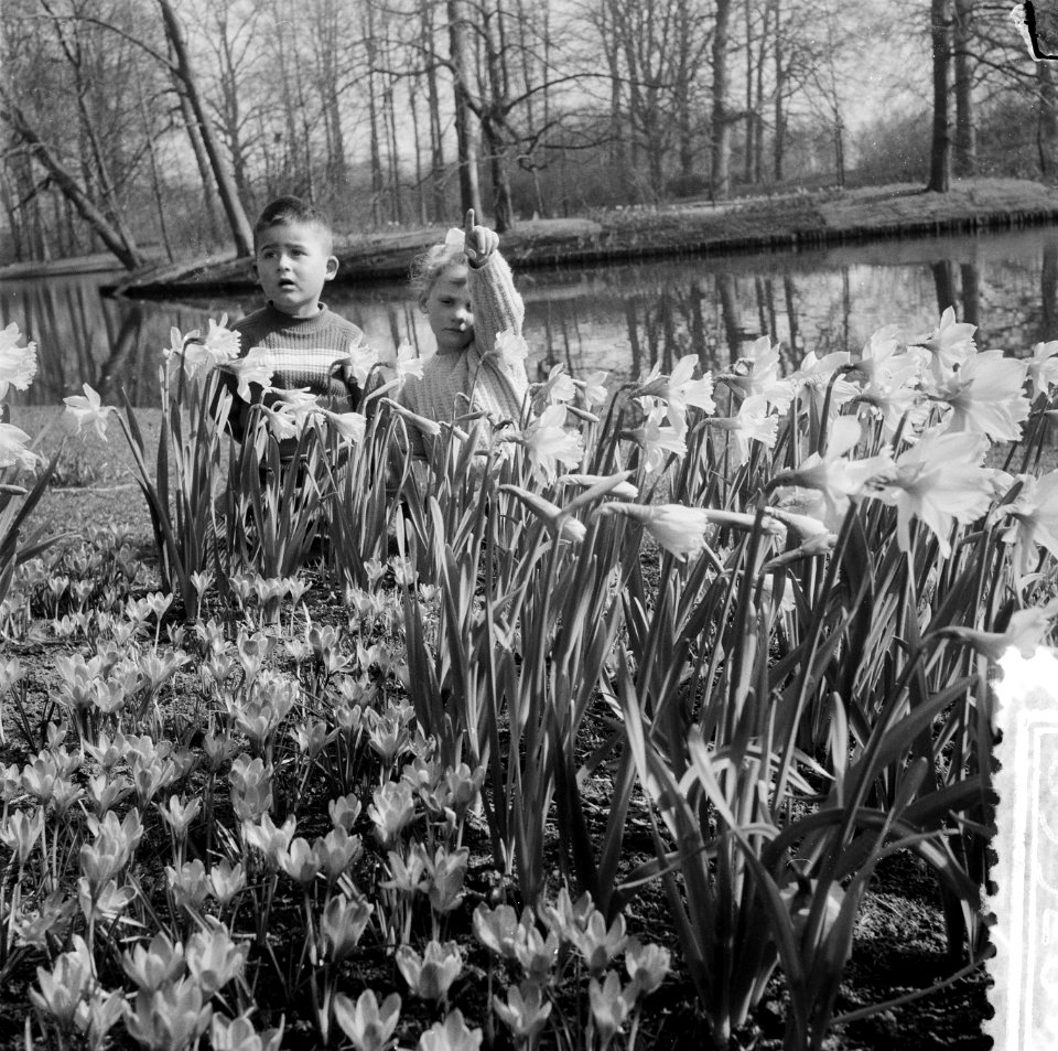 Kinderen in narcissenvelden in de Keukenhof te Lisse, Bestanddeelnr 908-3926