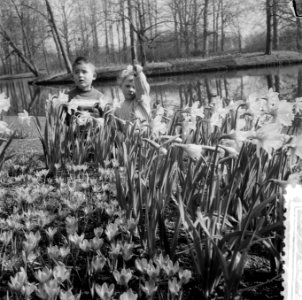 Kinderen in narcissenvelden in de Keukenhof te Lisse, Bestanddeelnr 908-3926