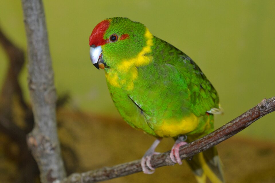 Running parakeet colorful ziervogel