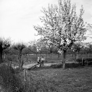 Kinderen in de boomgaard, Bestanddeelnr 254-3507 photo