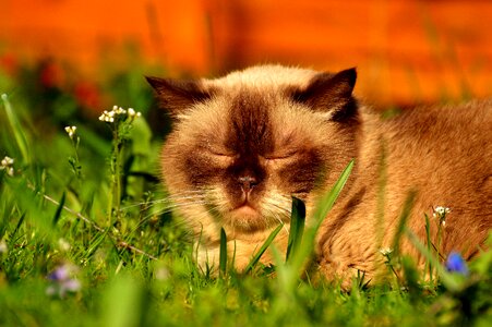 Meadow sun enjoy