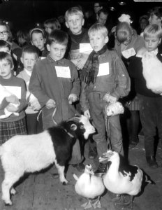 Kinderen vermaken zich met een bok en een paar eenden, Bestanddeelnr 919-8022