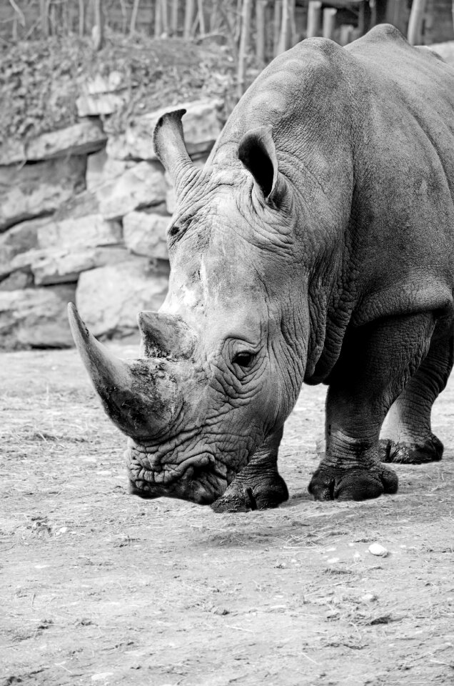 Pachyderm big game horn