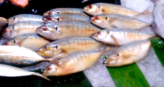 Kembungcomo Pj DSC 0813