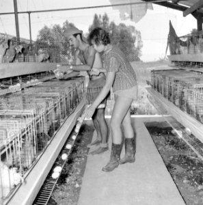 Kibboets Nir Elyahu Kibboetsbewoners bezig met het verzamelen van kippeneieren , Bestanddeelnr 255-3742