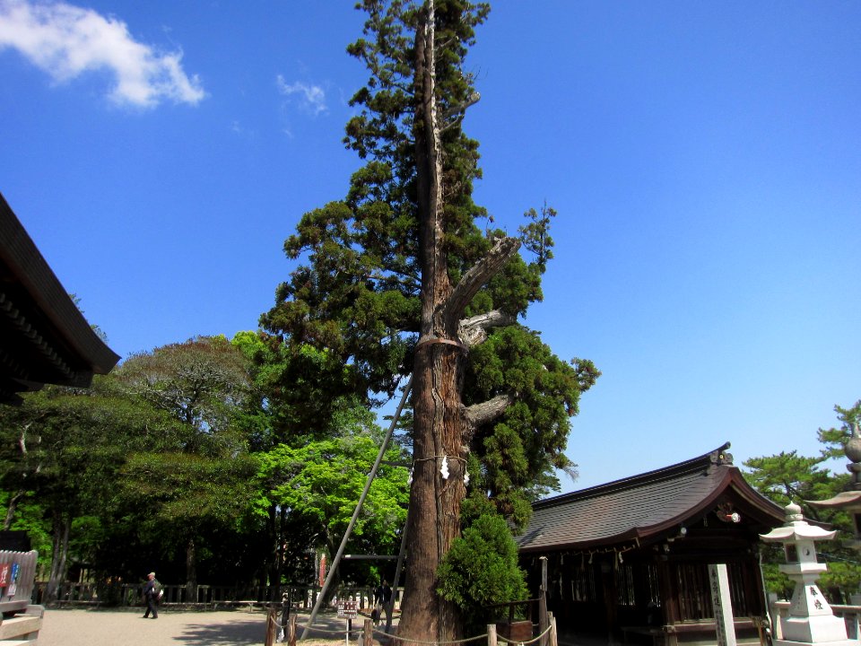 Kibitsuhiko-jinja Heian-sugi