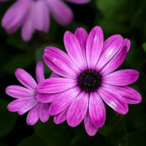 Flower purple close-up photo