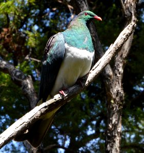 Kererū Lange 2015