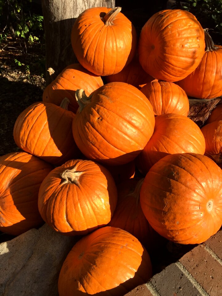 Shadow halloween autumn