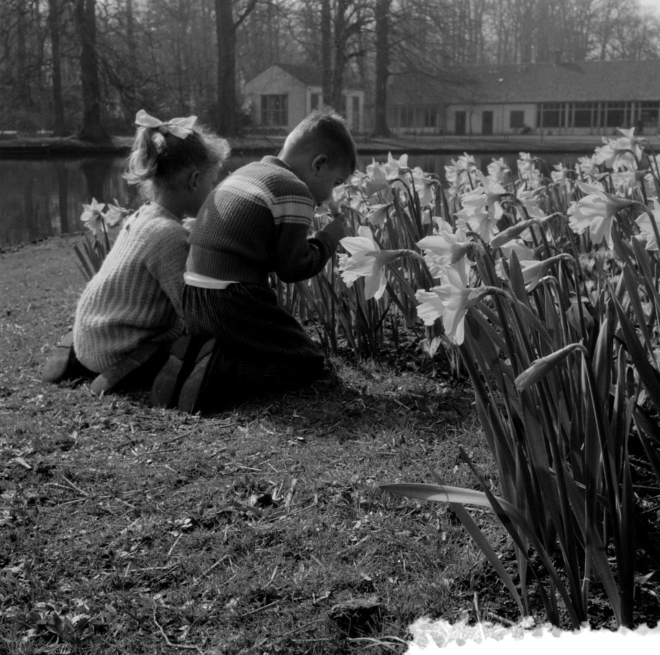 Kinderen in narcissenvelden in de Keukenhof te Lisse, Bestanddeelnr 908-3924