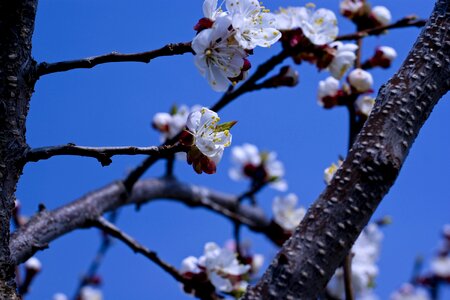 Cherry tree flowering trees bloom photo