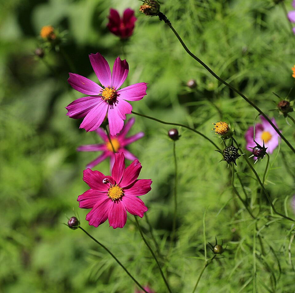 Garden flower beautiful flower bloom