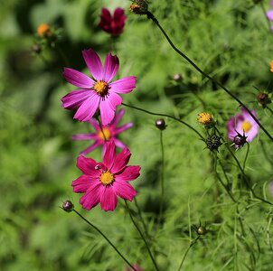 Garden flower beautiful flower bloom