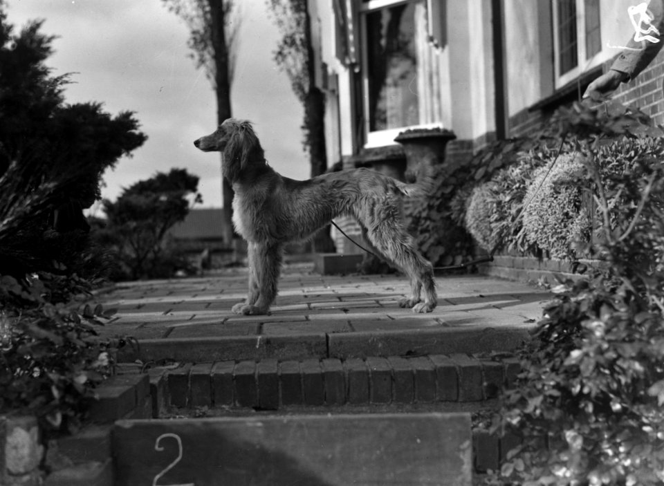 Kennel Het Torentie, Bestanddeelnr 901-9414