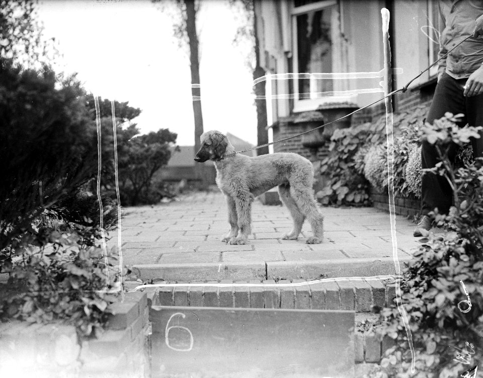 Kennel Het Torentie, Bestanddeelnr 901-9419
