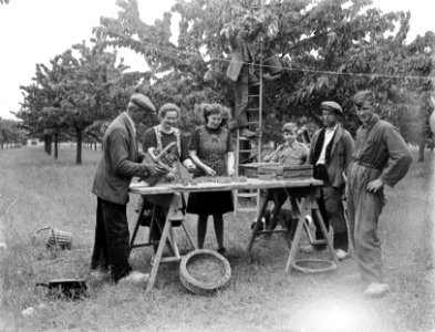 Kersenpluk van de Betuwe. Sorteren, Bestanddeelnr 902-7748