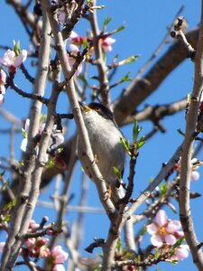 Bird flowering branches almond tree photo