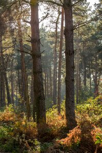 Nature fall landscape