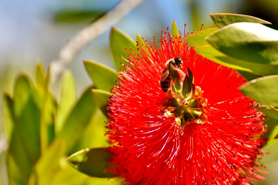Bee plant close up