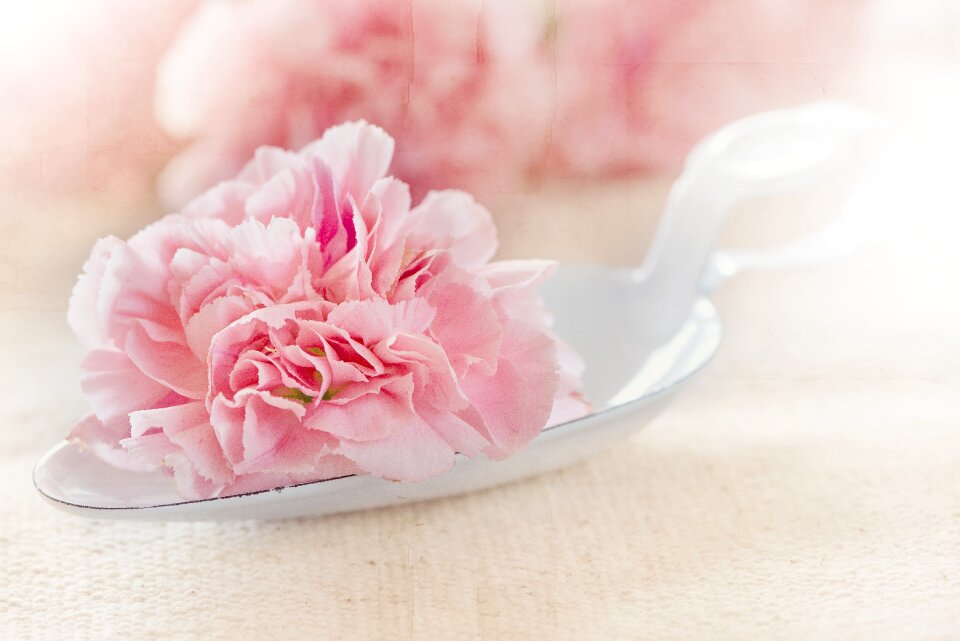 Pink carnation blade