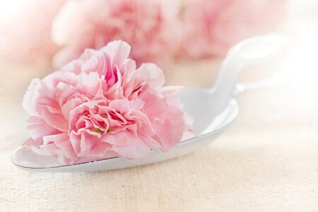 Pink carnation blade