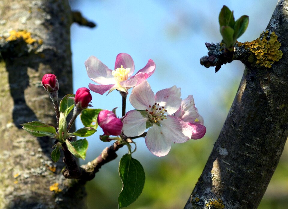 Tree spring flowering