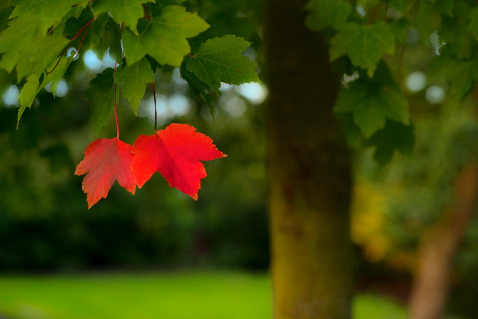 Alone season autumn