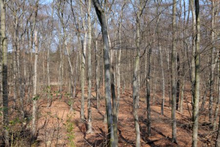 Kelsterbacher Wald 2020-03-27 13