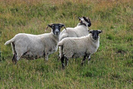 Horns scotland united kingdom photo