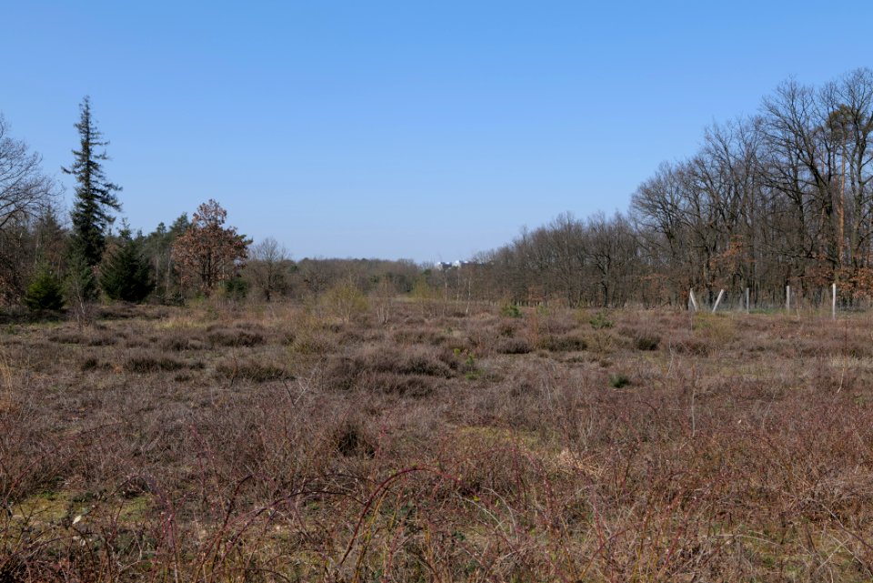 Kelsterbacher Wald 2020-03-27 07