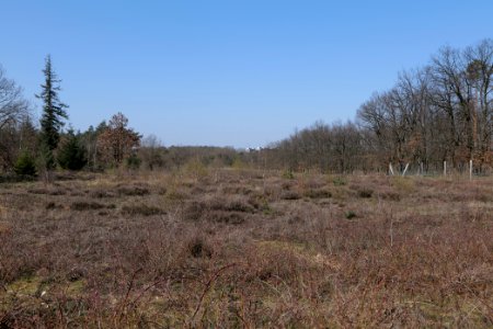 Kelsterbacher Wald 2020-03-27 07