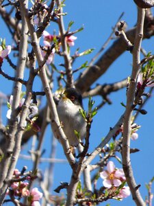 Bird flowering branches almond tree photo