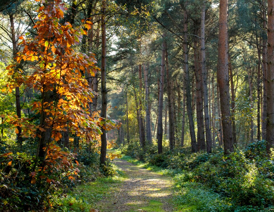 Nature landscape green