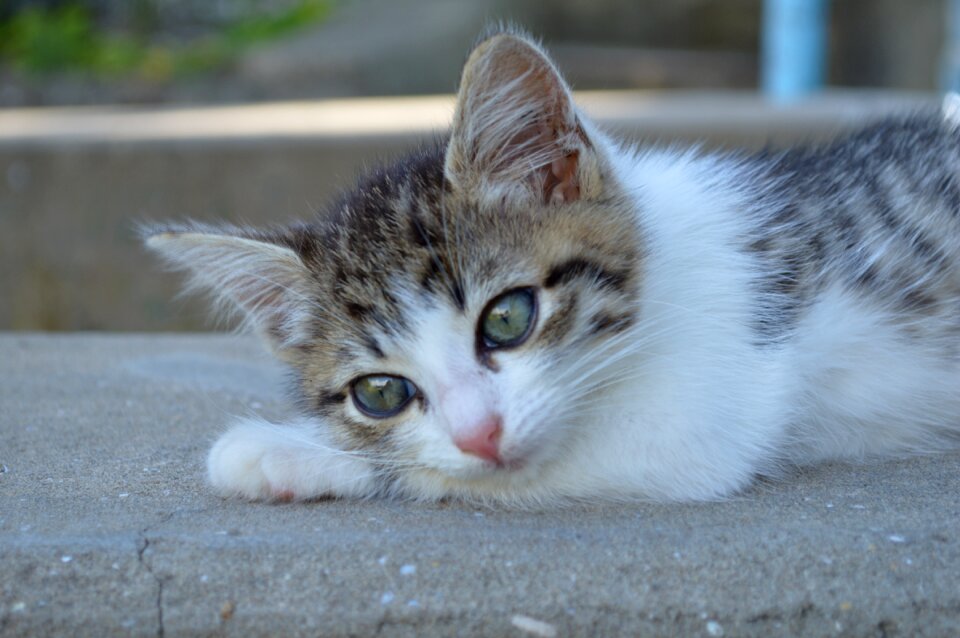 Cat eyes cats cute